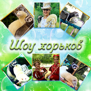 Хорьки