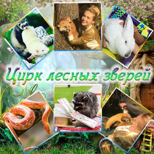 Цирк лесных зверей
