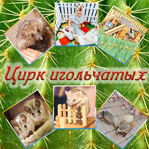 Цирк игольчатых