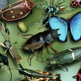 Мир насекомых