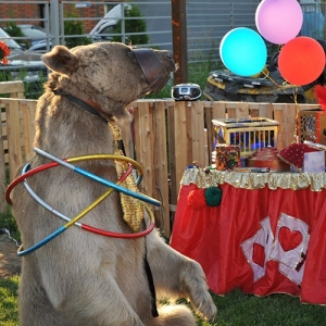 7 - Дрессированный медведь на праздник - от 30 000 руб.