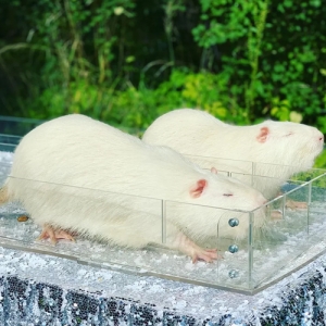 1 - Дрессированные крысы на праздник - от 20 000 руб.
