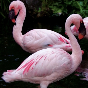 4 - Дрессированный фламинго на праздник. Цена от 65 000 руб.