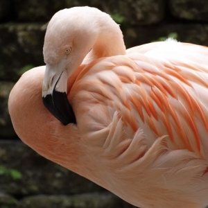 1 - Дрессированный фламинго на праздник. Цена от 65 000 руб.