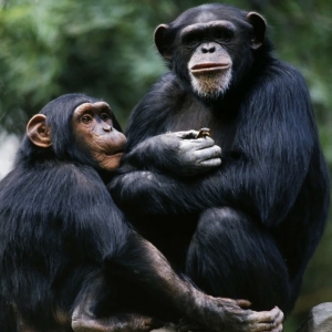 7 - Дрессированный шимпанзе на праздник. Цена - от 150 000 руб.