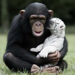2 - Дрессированный шимпанзе на праздник. Цена - от 150 000 руб.