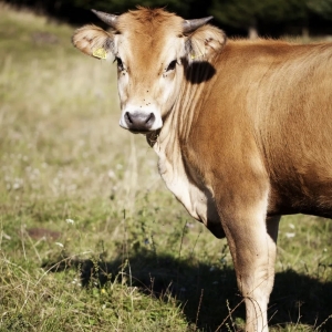 10 - Дрессированная корова и бык на праздник - от 30 000 руб.