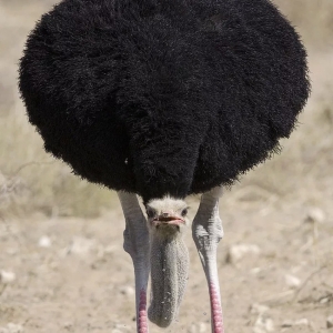 9 - Дрессированный страус на праздник | Шоу страуса
