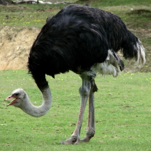 4 - Дрессированный страус на праздник | Шоу страуса